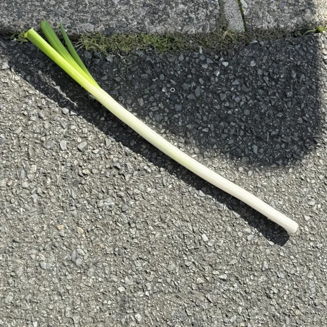 道に落ちているネギ